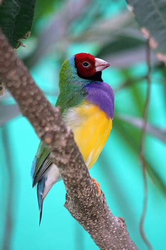 Colorful Gouldian Rainbow Finch Bird In Profile Stock Photo Download