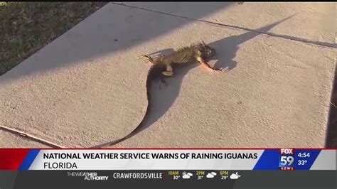Iguanas Rain In Florida Youtube