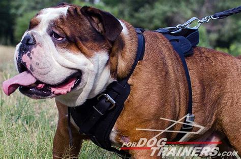 ··· factory supplier front range english bulldog harness name harness material polyester size xs,s,m,l,xl or customized color customized moq 100pcs shipping dhl ,ups,ems,tnt,etc packing standard or on your requirements product show packaging & shipping contact us. Agitation/walking Leather Dog Harness- english bulldog [H1 ...