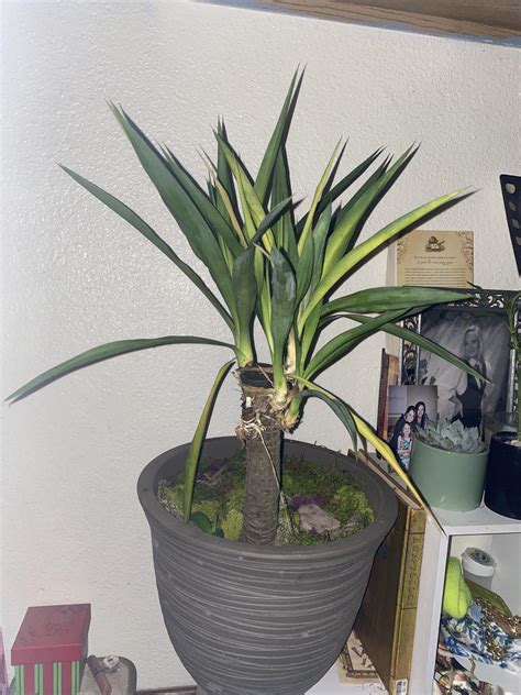 Bought A Dying Yucca Cane Due To A Sale Tips Rhouseplants