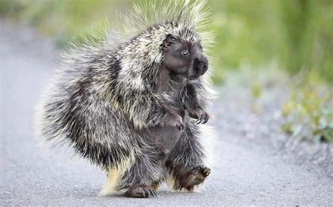 Porcupine Walking On Two Legs Funny Animal Pictures Amazing Animal