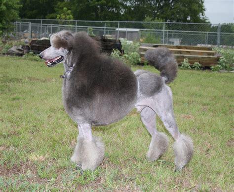 Black, blue, gray, silver, cream, and white poodles have black eye rims and very dark eyes; The Dilly, Silver Standard Poodle Puppies Are Here ...