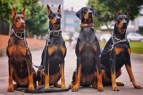 This account has been suspended. Doberman Pinscher - Breed Information (Health, Appearance ...