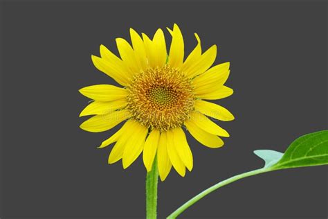 Beautiful Single Sunflower Stock Photo Image Of Seed Plant 78942236