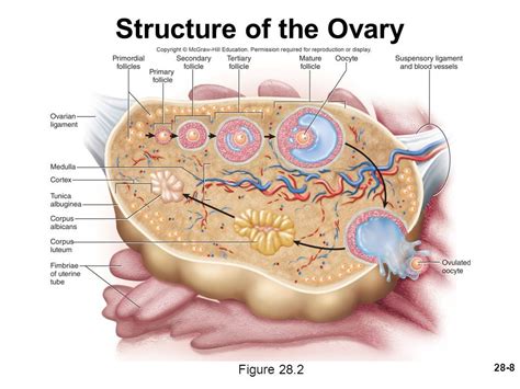 Anatomy And Physiology Structure Of The Ovary