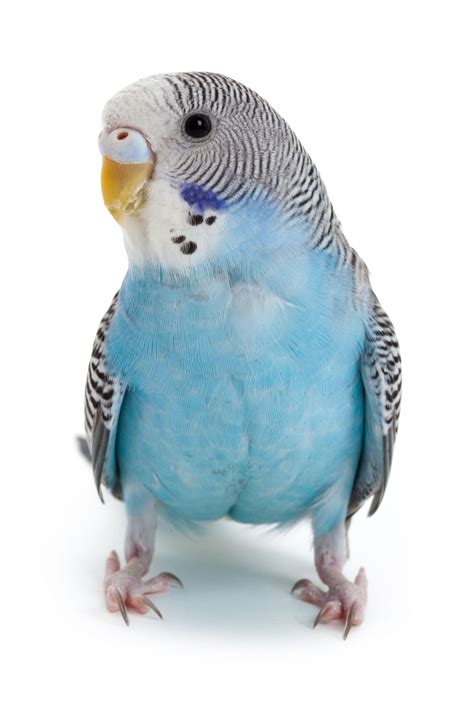 Beautiful Little Blue Budgieparakeet Reminds Me Of My Flip That I