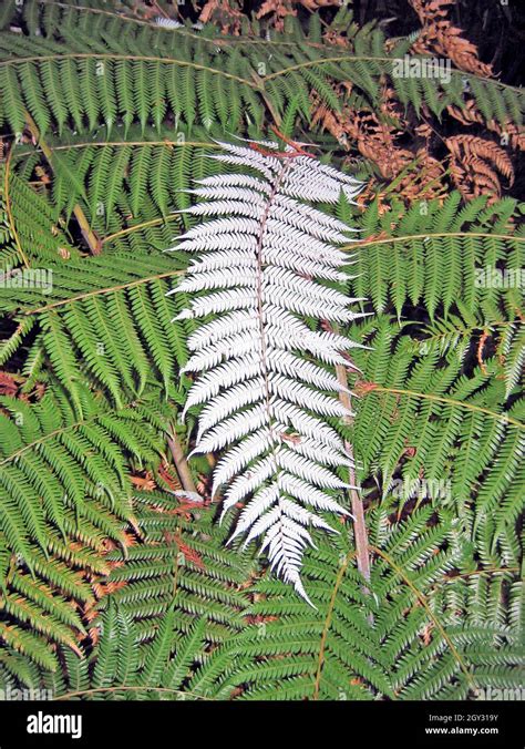 Silver Fern On Green Ferns Hi Res Stock Photography And Images Alamy