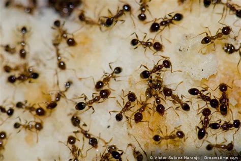 At the airgun centre we can supply a wide range of rifles that use the buddy. The 12 Best Ant Traps for Tiny Ants and How to Use Them ...