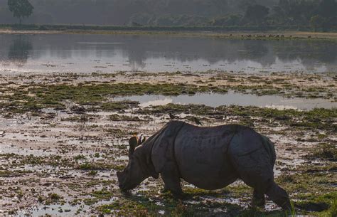 The Rhino Population In Nepal Is Growing Animal Behaviour Facts