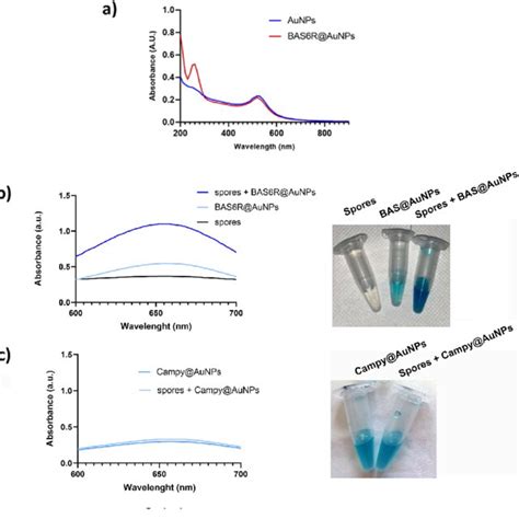 A UV Vis Absorption Spectra Of Bare And Aptamer Functionalized AuNPs Download Scientific
