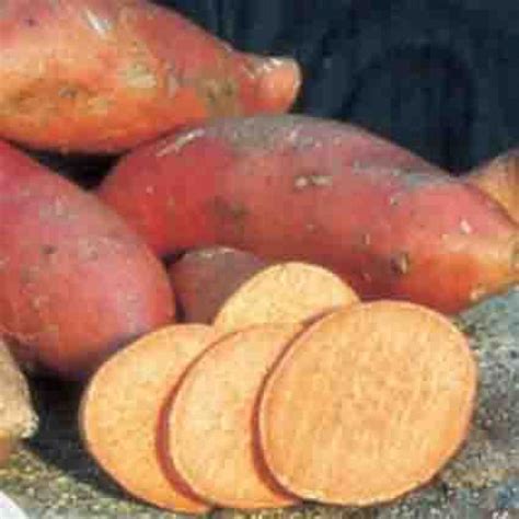 Vardaman Sweet Potato Sweet Potatoes Rh Shumways Company