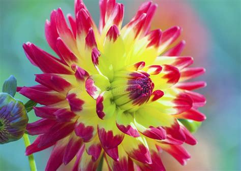 Red And Yellow Dahlia Stock Photo Image Of Floral Summer 100534460