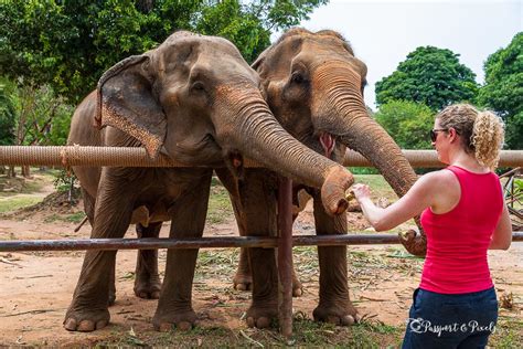 delightful elephants tourists bring joy to these gentle giants with yummy bananas