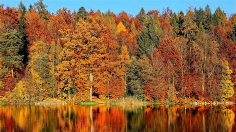 Download Wallpaper 2560x1440 Trees Autumn River Reflection