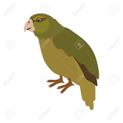 Free Download Kakapo Bird Icon Over White Background New Zealand Symbol