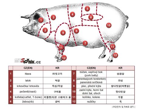 그림사전 돼지고기 부위 Veprove Maso Czechinsight 체코 프라하 정보체코어공연뉴스