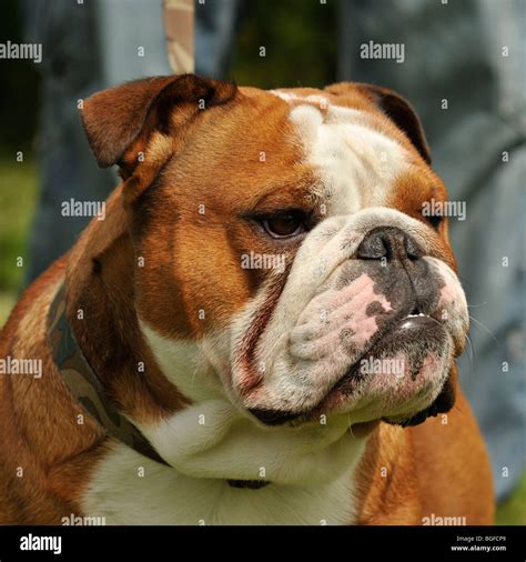 Hund Von Winston Churchill Stockfotos Und Bilder Kaufen Alamy