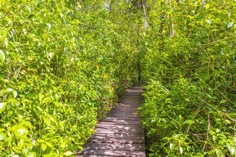 Tropical Jungle Plants Trees Wooden Walking Trails Sian Kaan Mexico