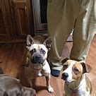 Adoption fees are based individually and depends on the age, health. French Bulldog Puppies - Rescue and Adoption Near You