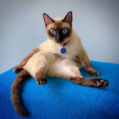 14 Siamese Cats Whose Blue Eyes Will Hypnotize You The Paws