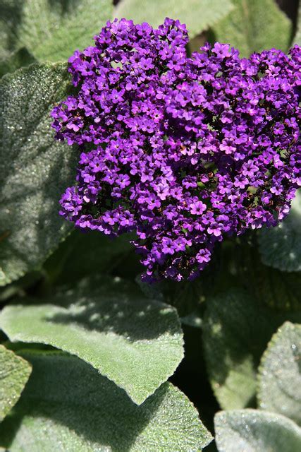 Fuzzy, large leaves, taking over my backyard. Purple flowers and fuzzy leaves | Flickr - Photo Sharing!