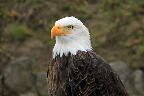 Why Are Bald Eagles Considered Carnivores Explained Animals Hq