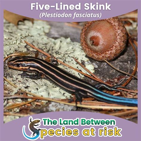 Five Lined Skink Species At Risk In The Land Between