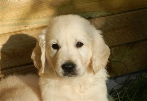 If you see one that tugs at your heart, submit an application. Golden Retriever Puppies For Sale - Pet Adoption and Sales