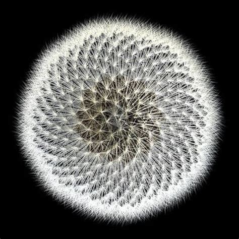 Sacred Geometry Maths In Nature Geometry In Nature Sacred Geometry