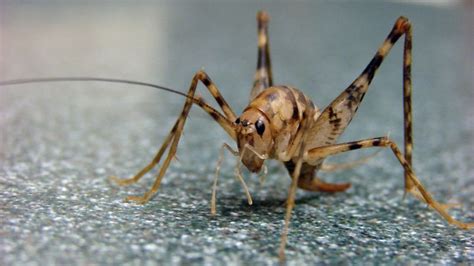 How To Deal With Spider Crickets In Your Home