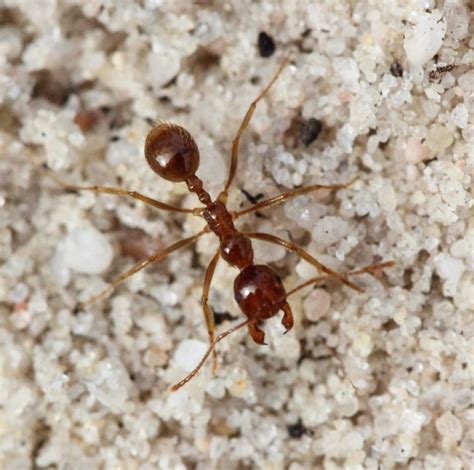 14 Different Types Of Ants In Michigan With Pictures