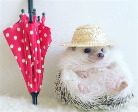 azuki the hedgehog had an adventure filled summer now he s showing off on instagram
