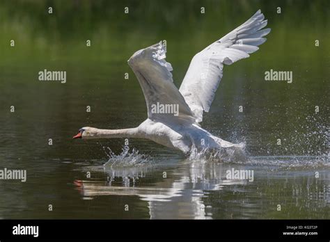 Natural Mute Swan Cygnus Olor With Spread Wings Running Water Surface