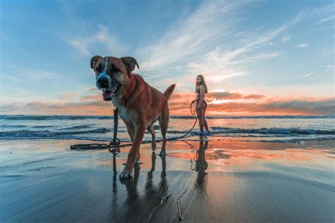 Woman Walking Dog Beach Sunrise Free Stock Photo