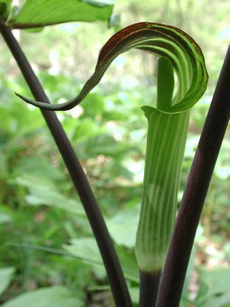 Arisaema triphyllum (linnaeus) schott in h. Arisaema triphyllum subsp. triphyllum, Kobrakalla | Native ...