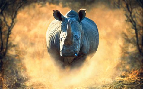 Download Wallpapers Rhino 4k Africa Running Rhinoceros Wildlife