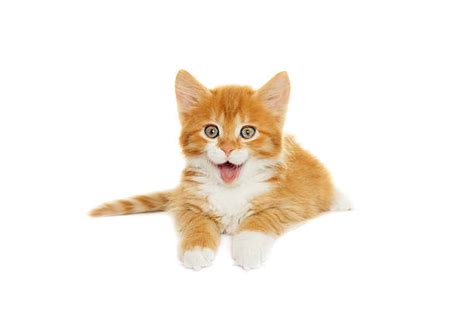 Royalty Free Laughing Cat Pictures Images And Stock Photos Istock