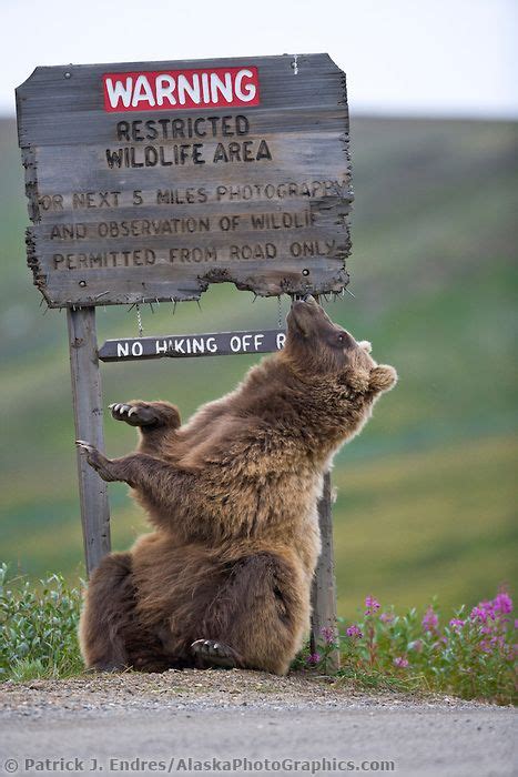 Grizzly Bear Plays With Sign Grizzly Bear Bear Pictures Animals