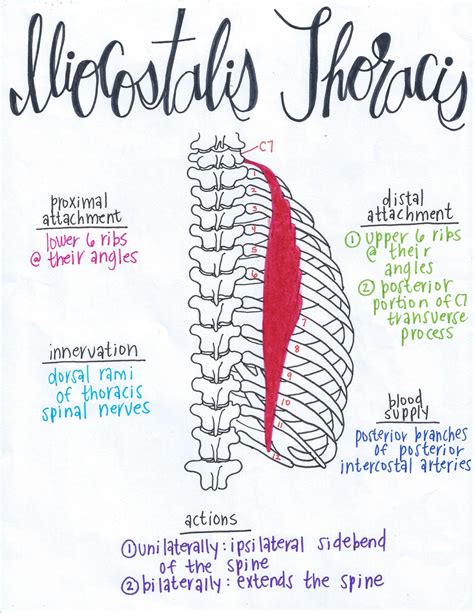 Iliocostalis Thoracis Yoga Anatomy Human Body Anatomy Human Anatomy