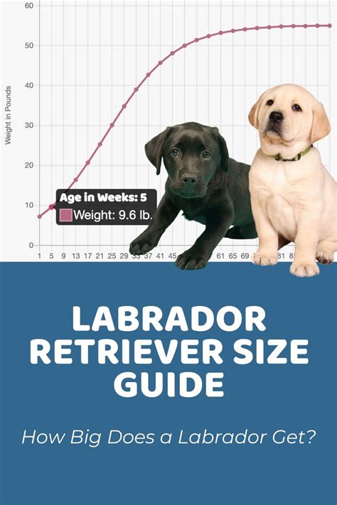 How Big Will My Labrador Puppy Get Calculator Puppy Weight Calculator