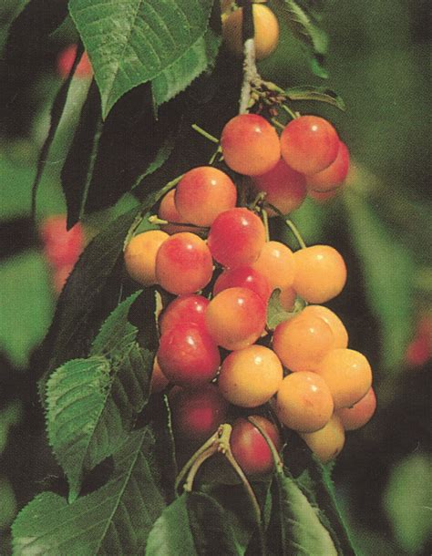 Cherry Rainier