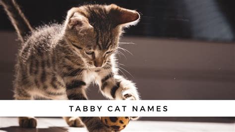 Tabby Cat Names The Ultimate Guide For Your Striped Cat Cattipper