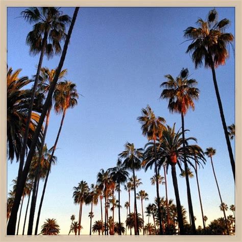 Los Angeles Palm Trees Palm Tree California Valeria Sokolova