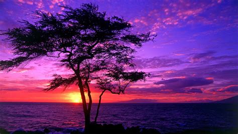 Purple Sunset Wallpapers 4k Hd Purple Sunset Backgrounds On Wallpaperbat