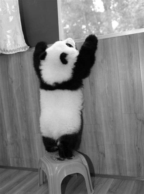 167 Best Cute And Fluffy Images On Pinterest Baby Pandas