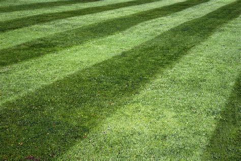 The Best Way To Stripe Your Lawn New Concepts Lawn Care