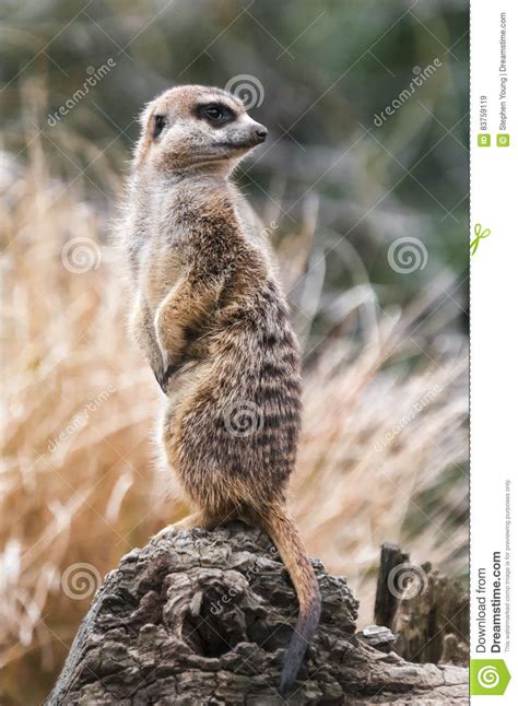 Meerkat Sentry Stock Image Image Of Suricata Natural 83759119