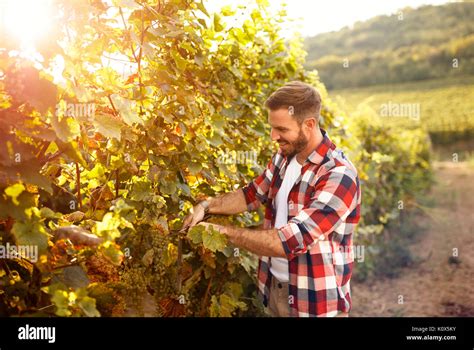 Farmer Harvesting The Grapes In Vineyard Stock Photo Alamy