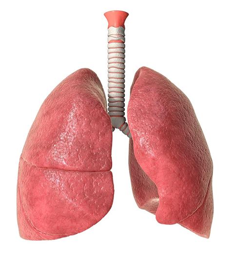 Human Lungs Photograph By Animated Healthcare Ltdscience Photo Library