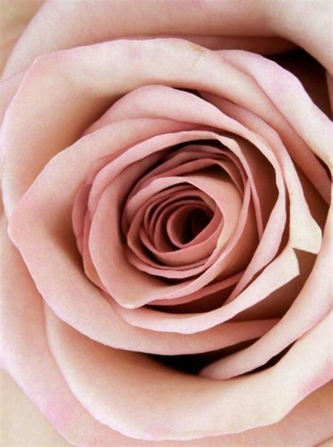 Ada E Silva Dusty Rose Flowers Names Dusty Pink Carnation Flowers